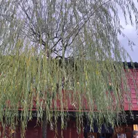 ひがし茶屋街の写真・動画_image_541674