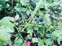 Aulanko Suomen Keskuspuistoの写真・動画_image_541693