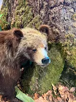 支笏湖ビジターセンターの写真・動画_image_541931