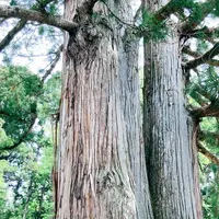 戸隠神社中社の写真・動画_image_542243