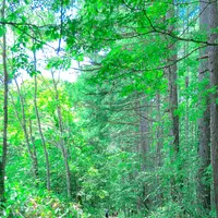 神道の写真・動画_image_542253