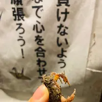 郡上踊り（徹夜踊り）の写真・動画_image_542308