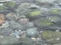 島武意海岸の写真・動画_image_543055