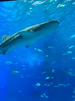 沖縄美ら海水族館の写真・動画_image_543095