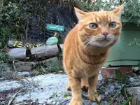 農家喫茶 だんばらの写真・動画_image_54413