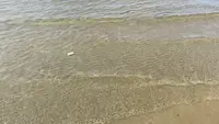 父母ヶ浜海岸の写真・動画_image_544390