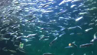 四国水族館の写真・動画_image_544449
