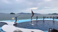 四国水族館の写真・動画_image_544458