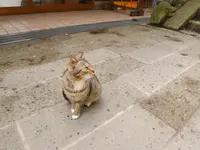 山寺の写真・動画_image_544533