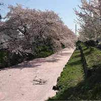 川越氷川神社の写真・動画_image_547804