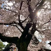 川越大師 喜多院の写真・動画_image_547870