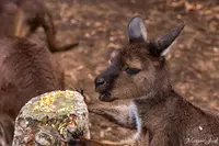 カンガルー・アイランド・ワイルドライフ・パークの写真・動画_image_550458