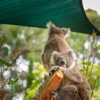 カンガルー・アイランド・ワイルドライフ・パークの写真・動画_image_550459
