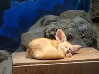 伊豆シャボテン動物公園の写真・動画_image_550697