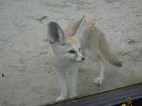 伊豆シャボテン動物公園の写真・動画_image_550698