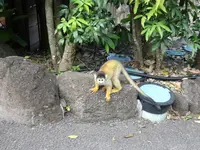 伊豆シャボテン動物公園の写真・動画_image_550699