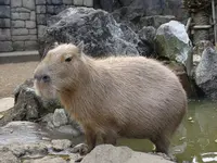 伊豆シャボテン動物公園の写真・動画_image_550703