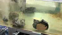 パヤオ直売店きんしろの写真・動画_image_552777