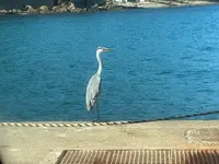 友ヶ島 野奈浦桟橋の写真・動画_image_555274