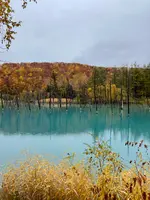 白金青い池の写真・動画_image_556416