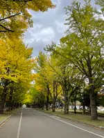 北海道大学の写真・動画_image_556420