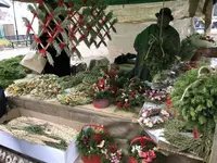 ロホヤの写真・動画_image_558864
