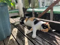 浜辺の茶屋の写真・動画_image_559550