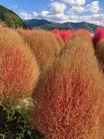 大石公園の写真・動画_image_560375