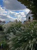 富士大石ハナテラスの写真・動画_image_560422