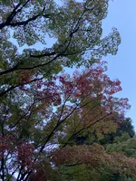 清水寺の写真・動画_image_560428