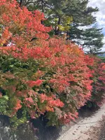 もみじ回廊の写真・動画_image_560452