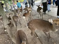 東大寺の写真・動画_image_561140
