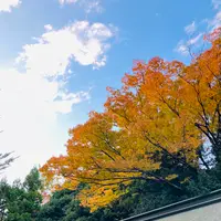 秩父神社の写真・動画_image_561186