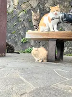 猫の細道の写真・動画_image_561990