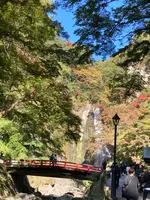 箕面大滝の写真・動画_image_562051