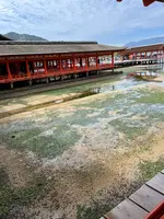 厳島神社の写真・動画_image_562177