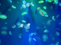 のとじま水族館　の写真・動画_image_563323