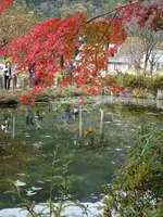 モネの池（名もなき池）の写真・動画_image_564767