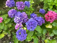 もりやま芦刈園の写真・動画_image_564967