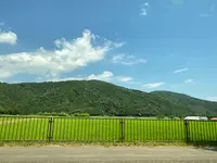 メタセコイア並木の写真・動画_image_565001