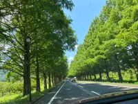メタセコイア並木の写真・動画_image_565003