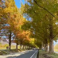 メタセコイア並木の写真・動画_image_565004