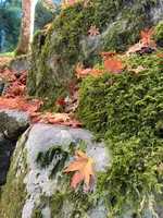 大本山永平寺の写真・動画_image_565152