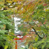 宇治上神社の写真・動画_image_565254