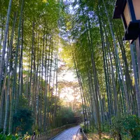 竹林の小径の写真・動画_image_565635