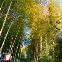 竹林の小径の写真・動画_image_565638