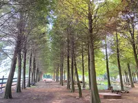 Bald Pine Forestの写真・動画_image_565922