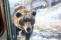 のぼりべつクマ牧場の写真・動画_image_566068