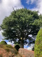 箱根強羅公園の写真・動画_image_566471