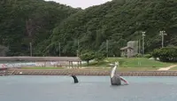 座間味港の写真・動画_image_566625